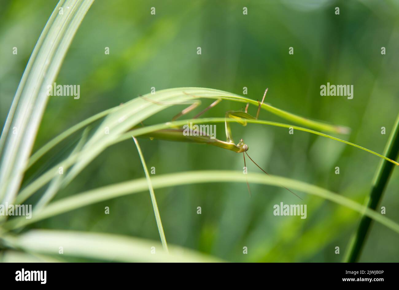 Closeup wild praying mantis crawling upside down on green grass blade on summer day in nature Stock Photo