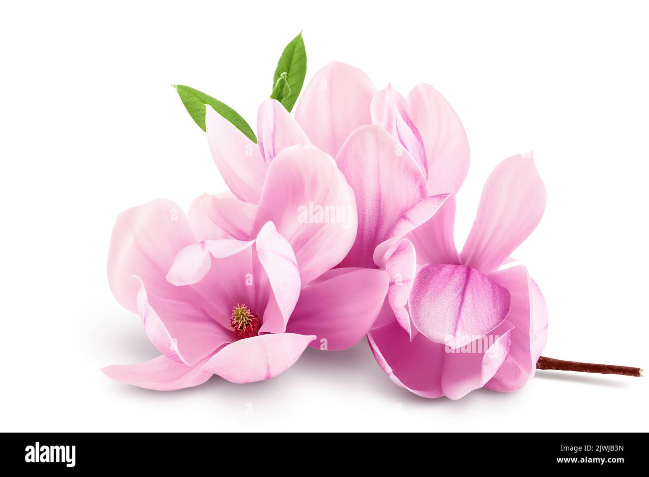 Pink magnolia flower isolated on white background with full depth of