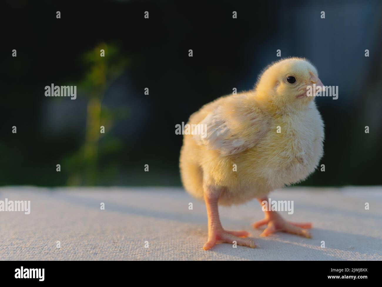 Broiler chickens poultry farm hires stock photography and images Alamy