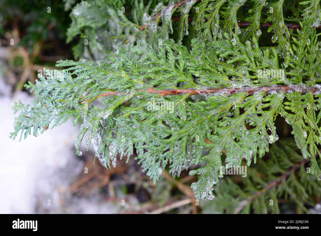 Ice covered leaves thuja hi-res stock photography and images - Alamy
