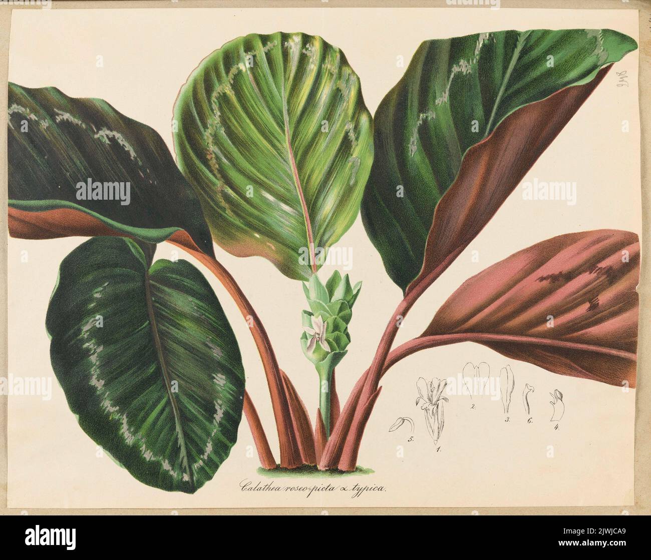 Calathea roseo-picta (sheet from a herbarium). unknown, graphic artist Stock Photo