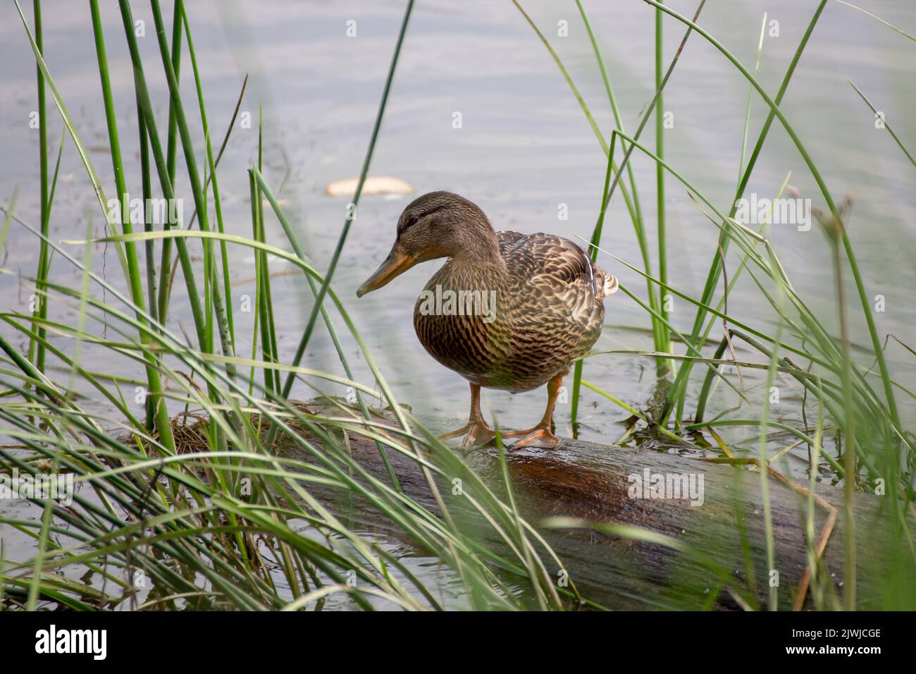 Photo of the duck on wooden log among grass Stock Photo
