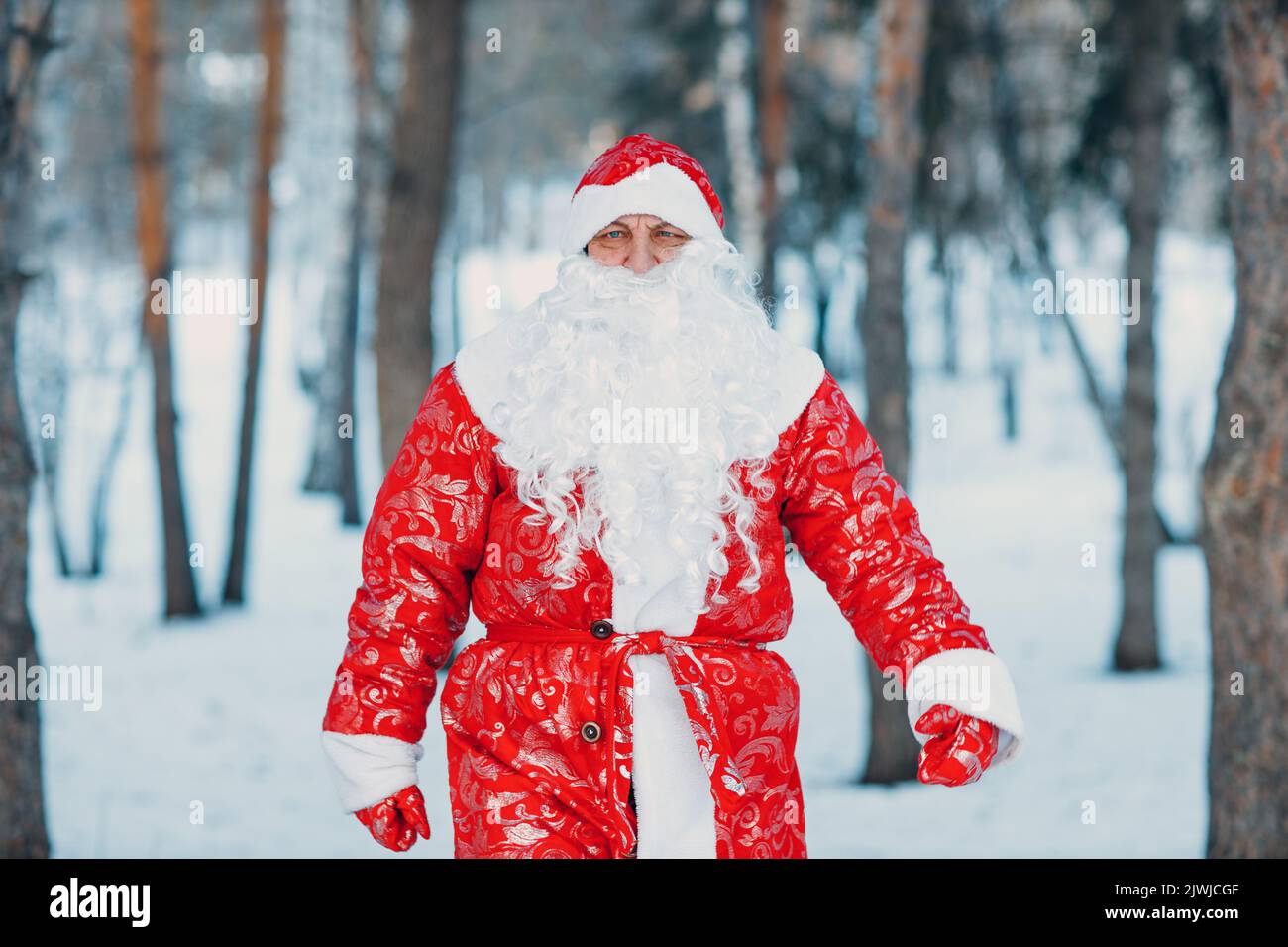 Santa Claus with long white beard walking in the winter forest. Stock Photo