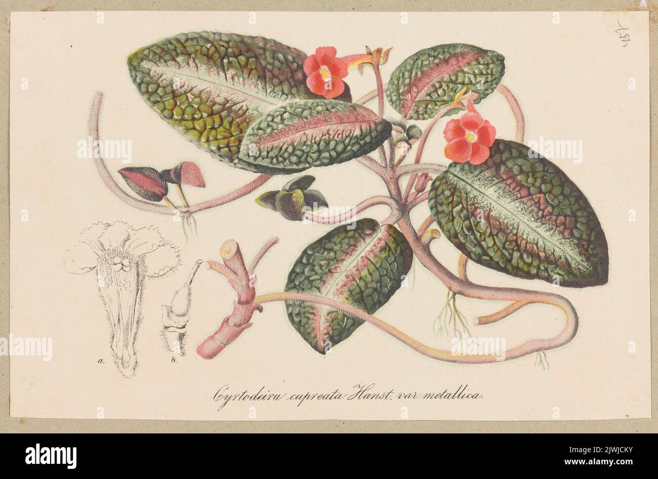 A type of begonia: Cytroderia cupreata; sheet from a herbarium. unknown, graphic artist Stock Photo
