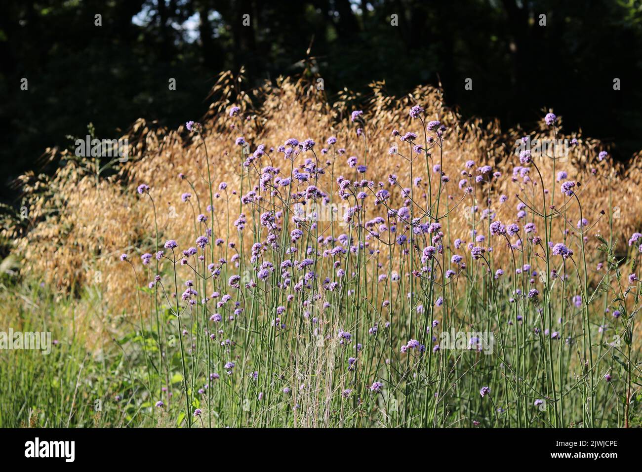 Ornamental grass with pale purple verbena bonariensis in the foreground Stock Photo