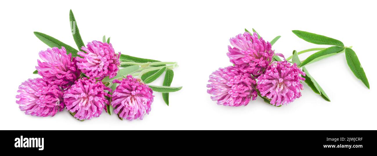 Clover or trefoil flower medicinal herbs isolated on white background