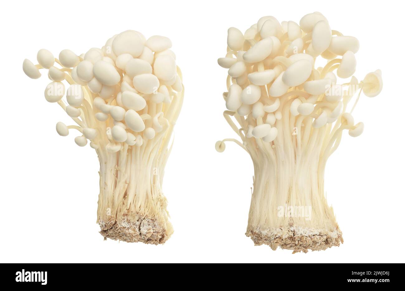 https://c8.alamy.com/comp/2JWJD6J/enoki-mushroom-golden-needle-mushroom-isolated-in-white-background-with-full-depth-of-field-2JWJD6J.jpg