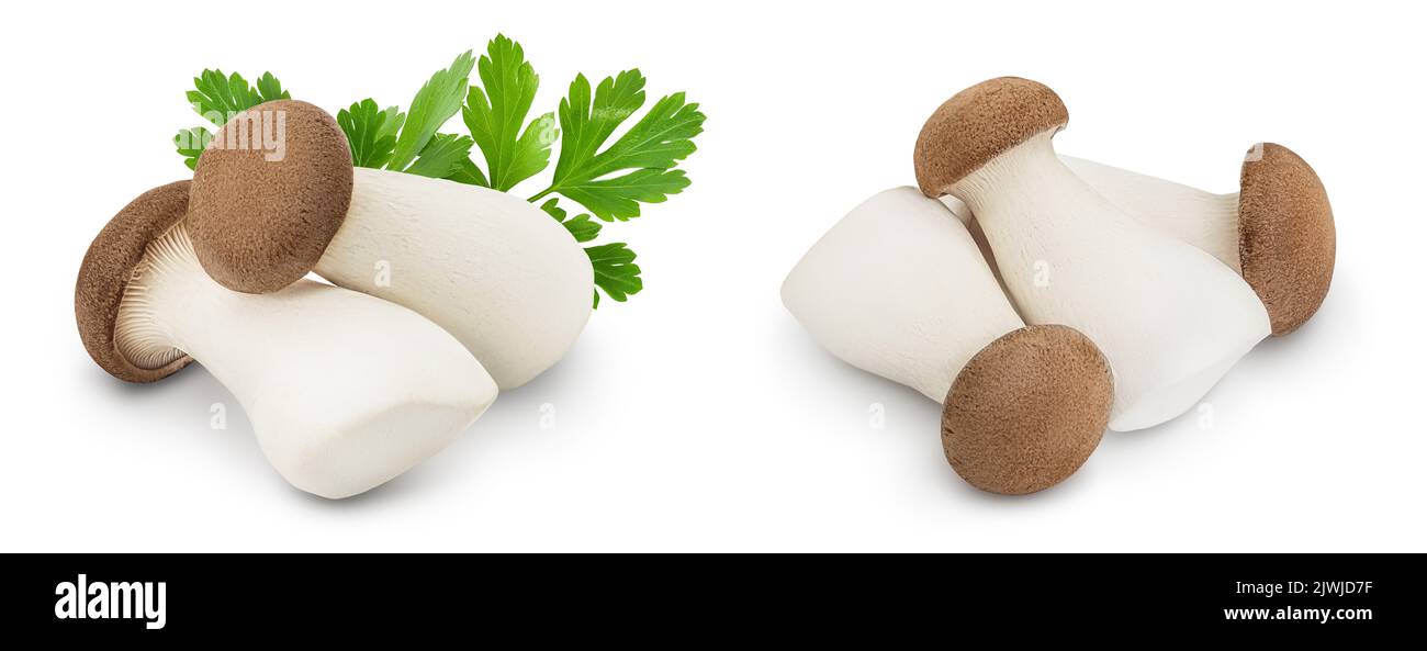 king-oyster-mushroom-or-eringi-isolated-on-white-background-with-full