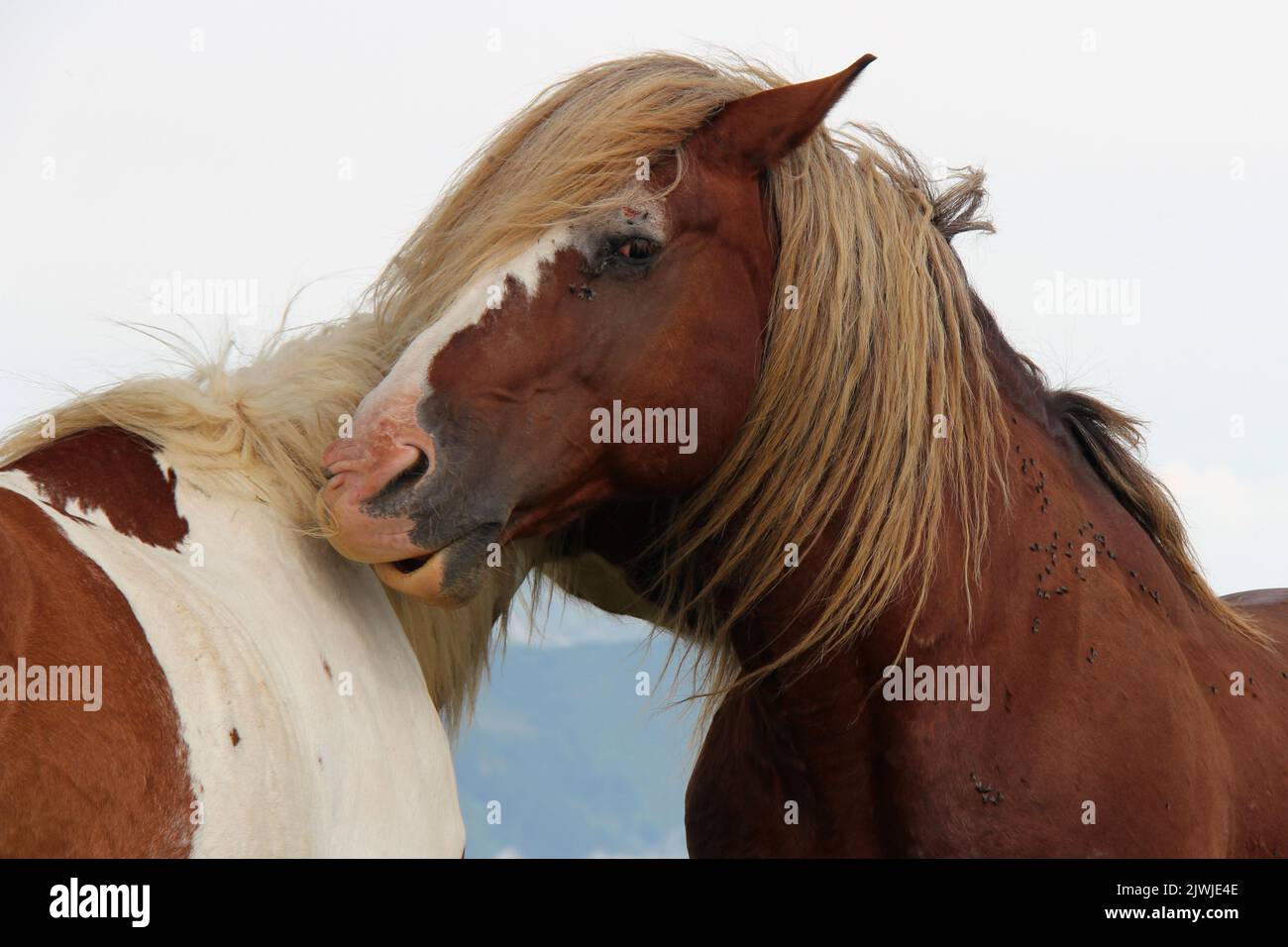 wild horses in france Stock Photo