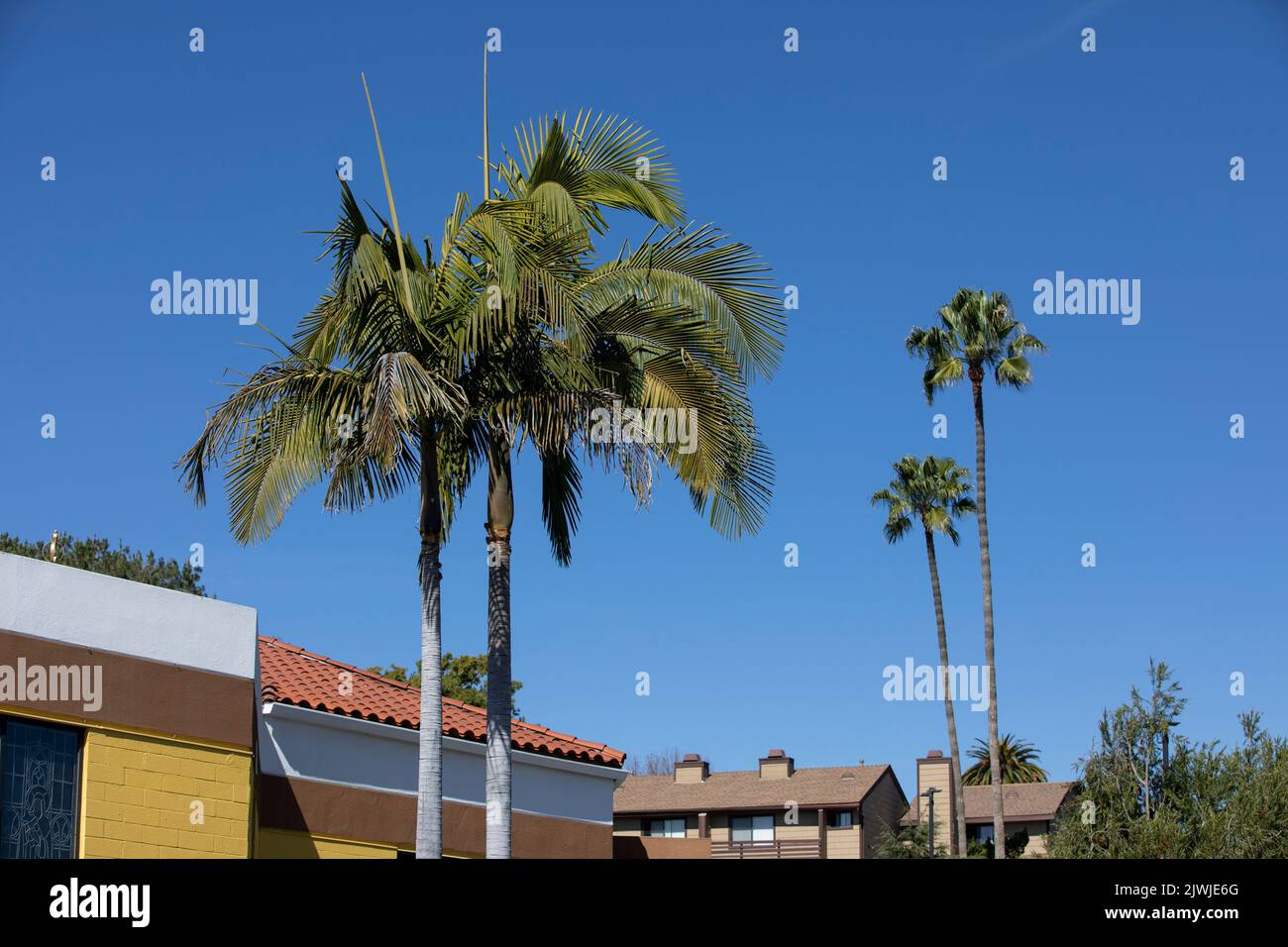 Palm framed view of downtown Vista, California, USA. Stock Photo