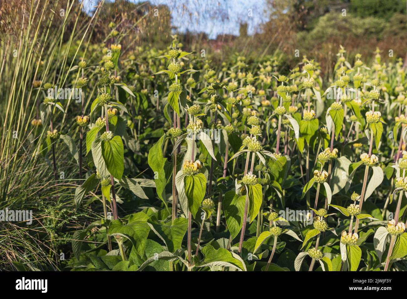 Phlomis russeliana seedheads hires stock photography and images Alamy