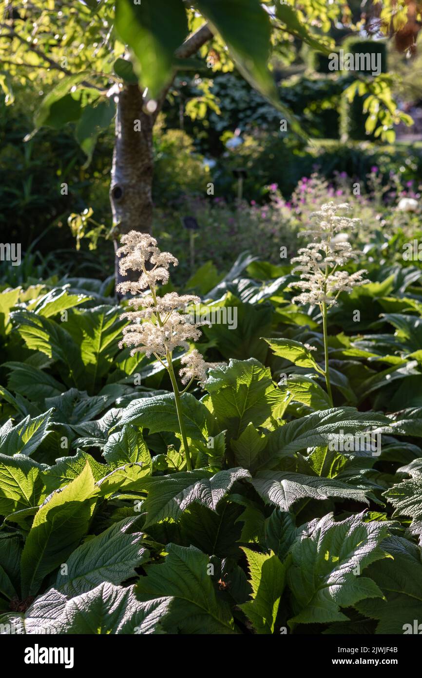 Rodgersia podophylla (Rodgers' bronze-leaf) flowering above foliage, garden Stock Photo