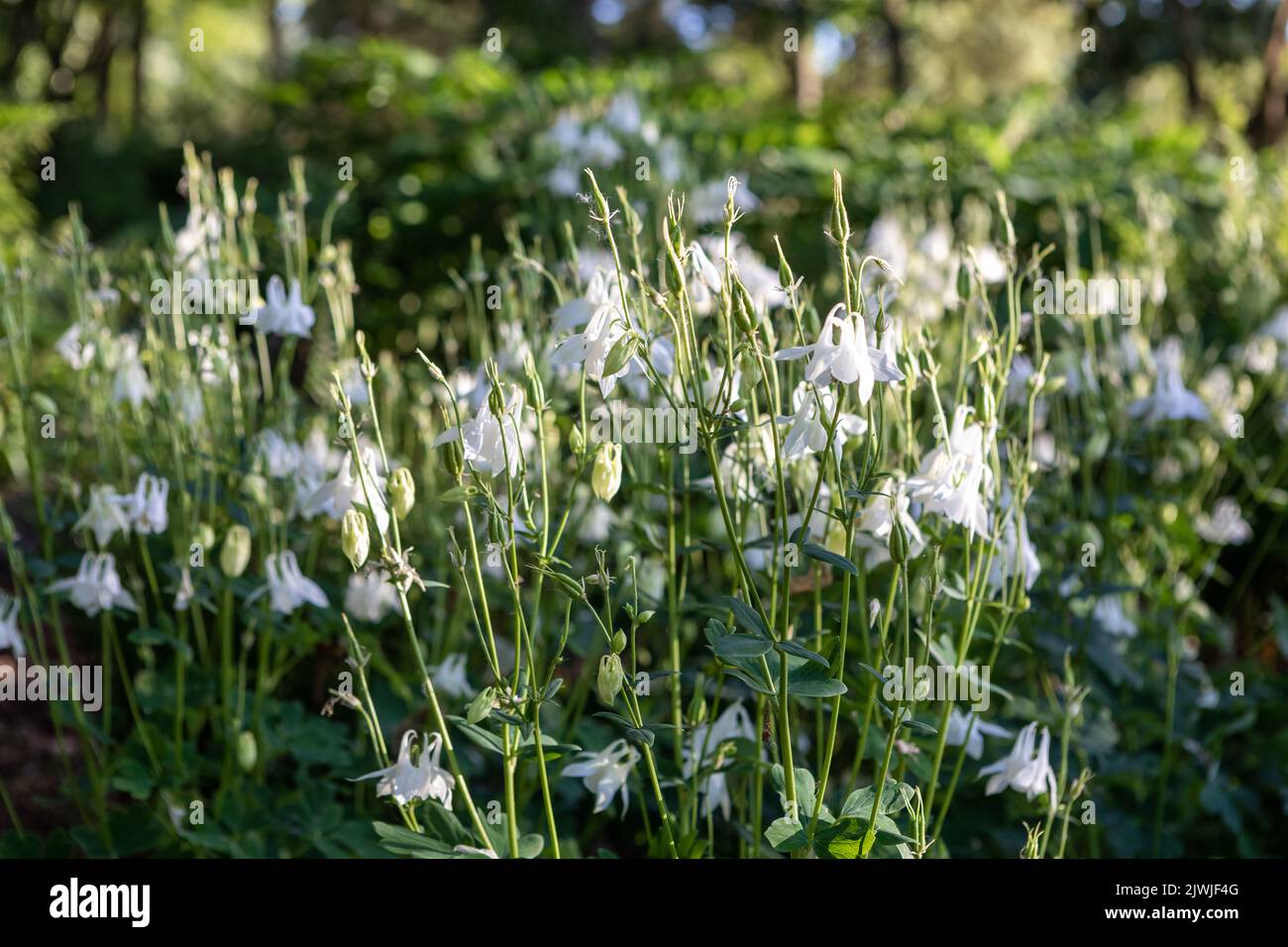 Aquilegia vulgaris 'Nivea' (columbine), pure white flowers Stock Photo