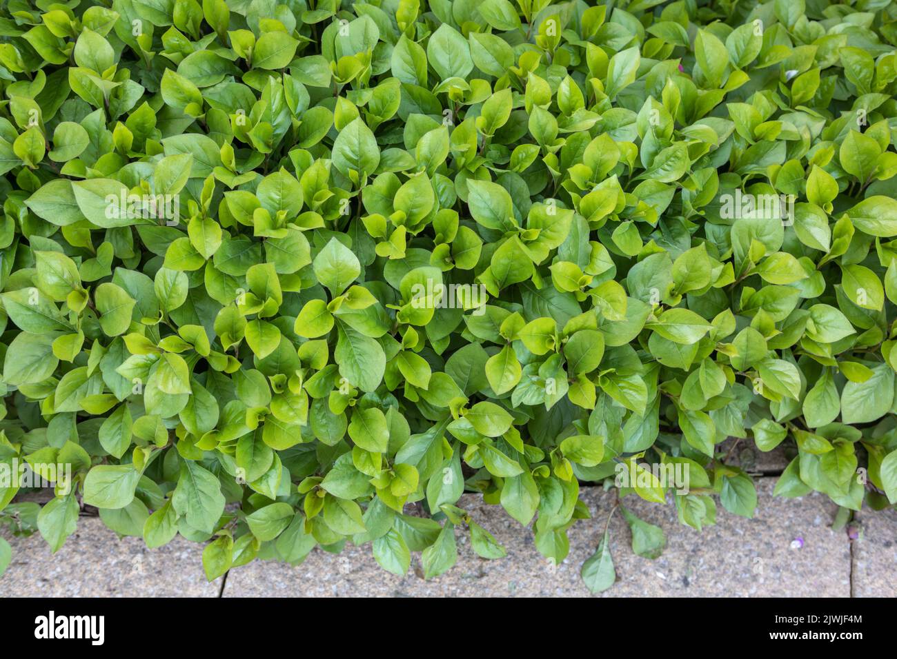 Ceratostigma plumbaginoides (hardy blue-flowered leadwort) foliage only, no flowers / not flowering Stock Photo