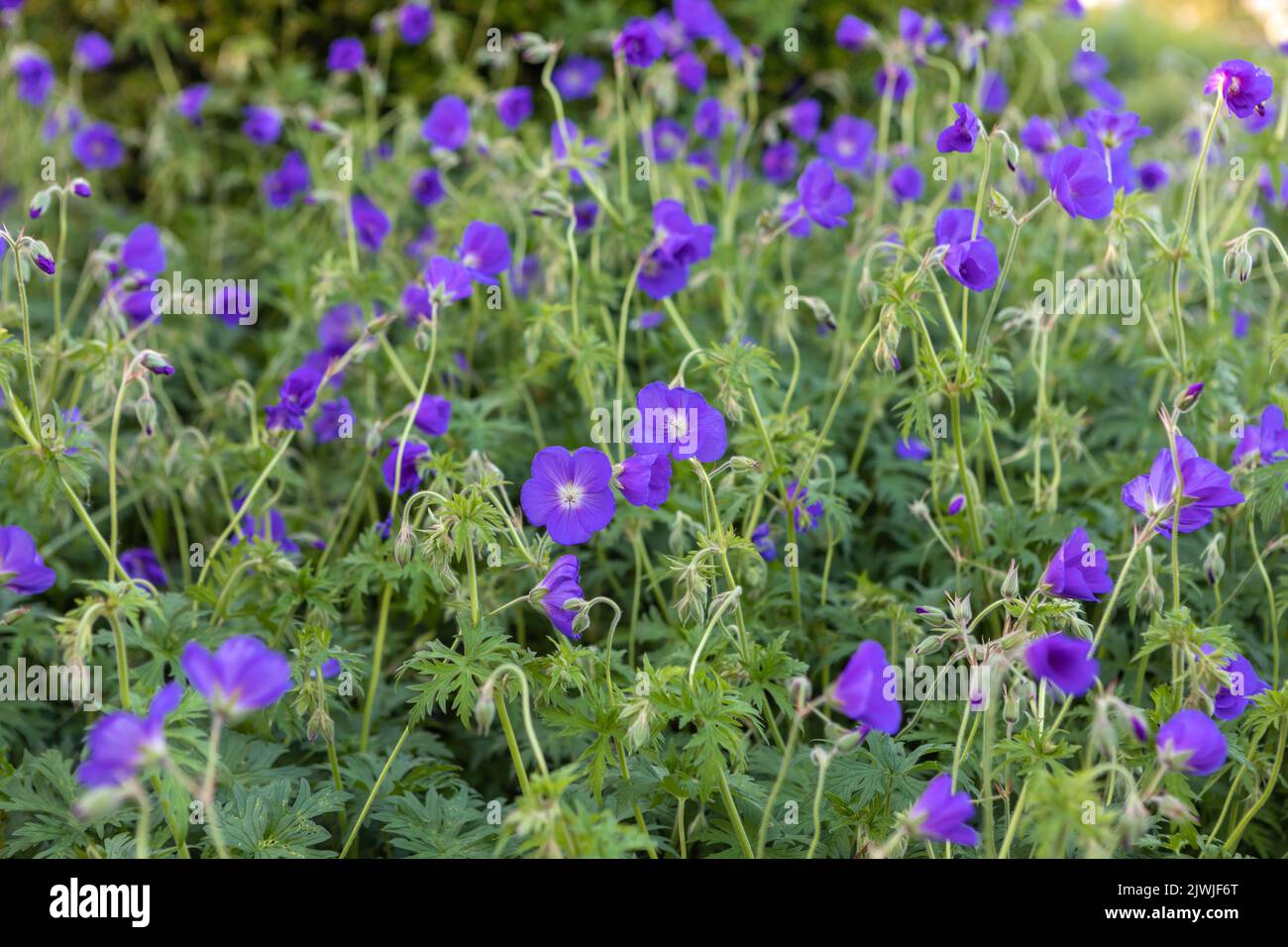 Geranium 'Orion' (cranesbill) in flower, large grouping Stock Photo
