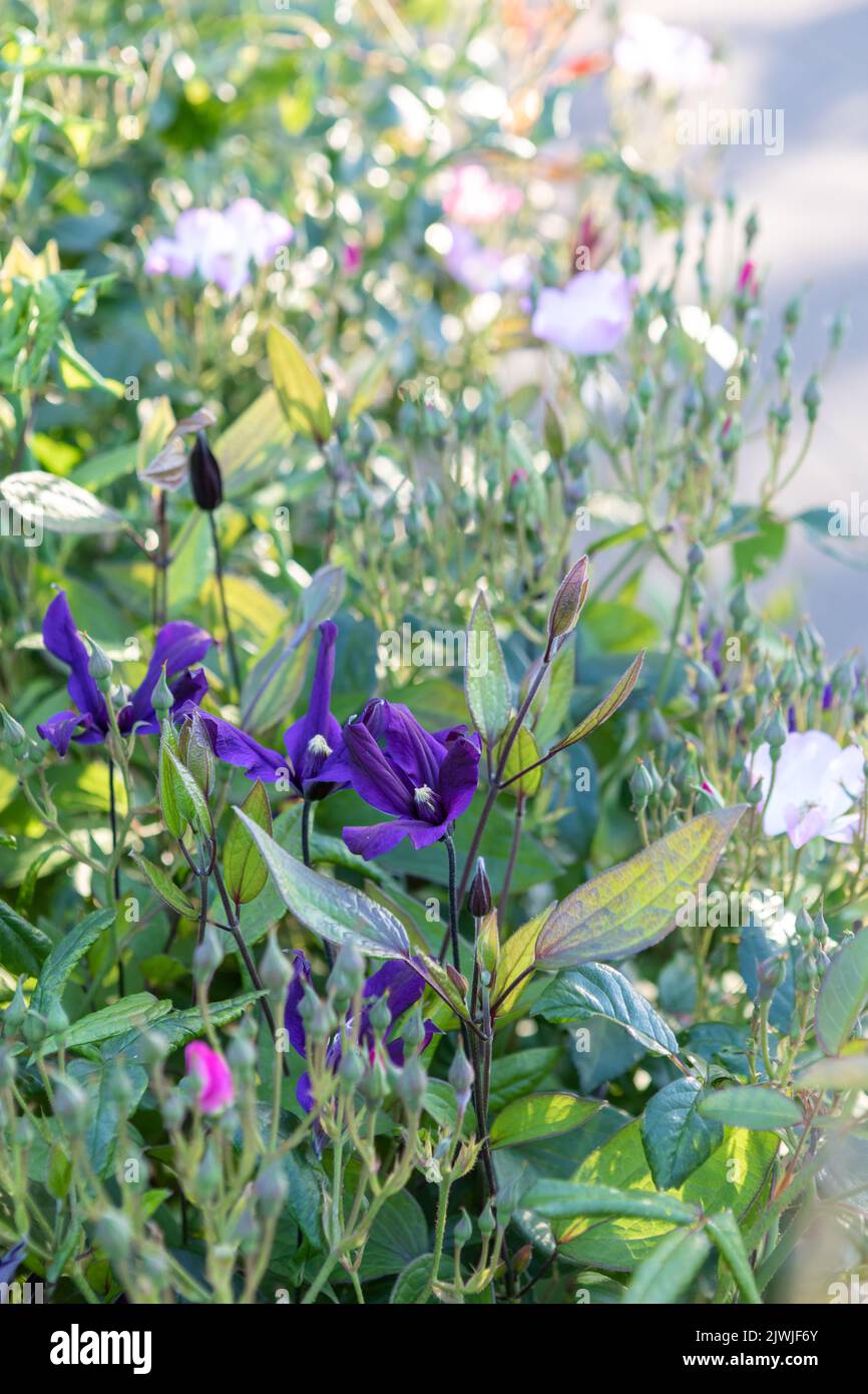 Clematis Petit Faucon 'Evisix' / Clematis Petit Faucon ('Evisix'PBR) (I) in flower, scrambling amongst rose shrubs Stock Photo