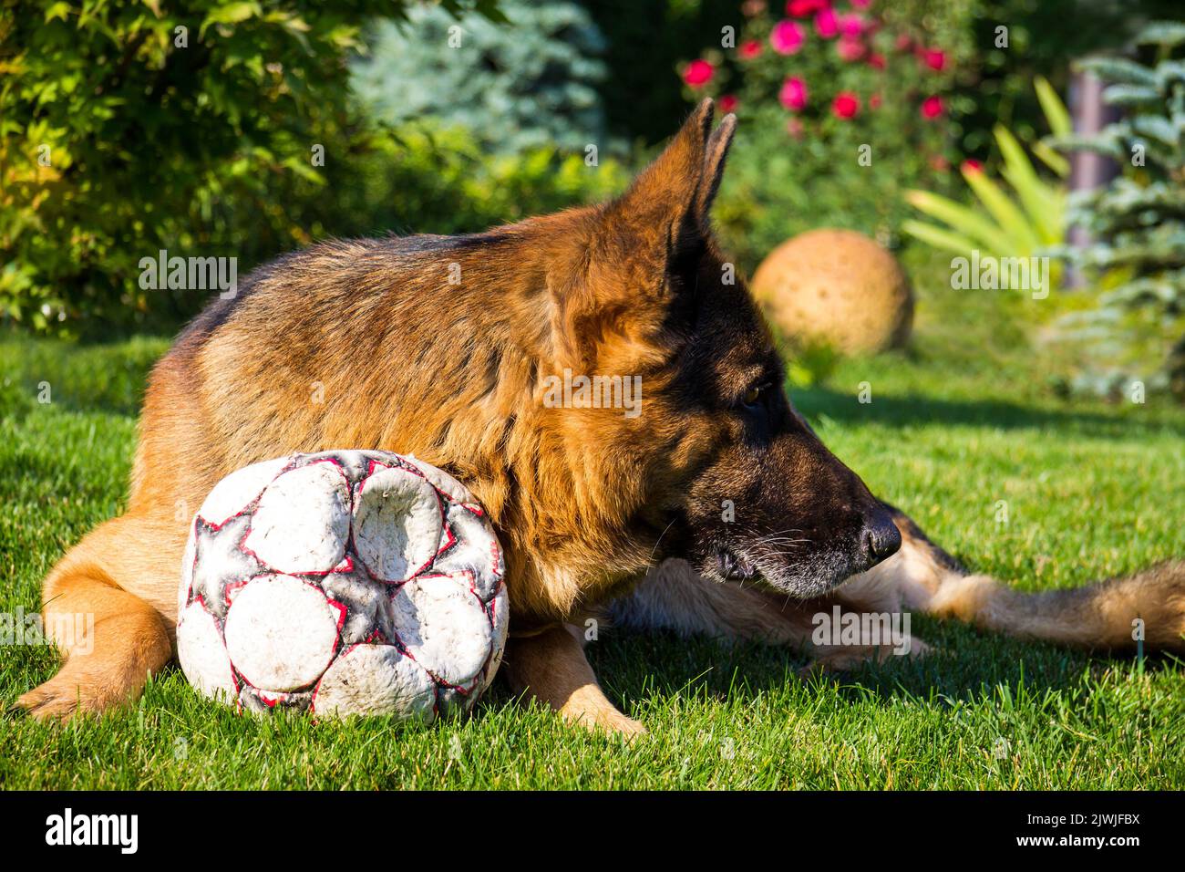 German shepherd playing with ball in the summer park. Dog is man's best