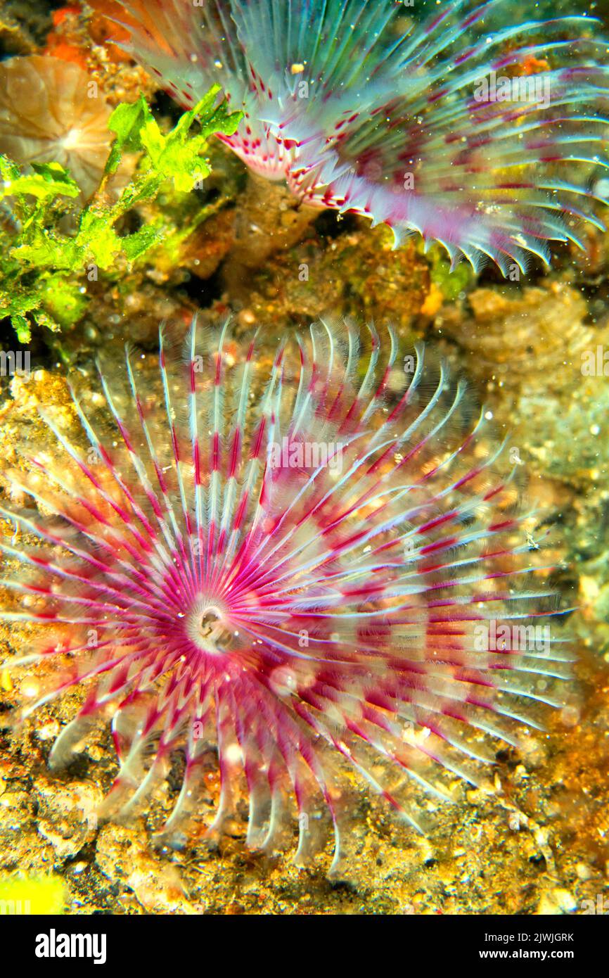 Feather Duster Worms, Tube Worm, Polychaete, Coral Reef, Lembeh, North