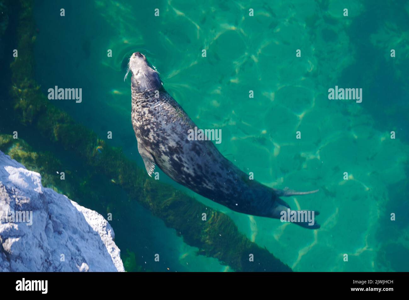 Grey Seal Halichoerus grypus, Phocidae Stock Photo