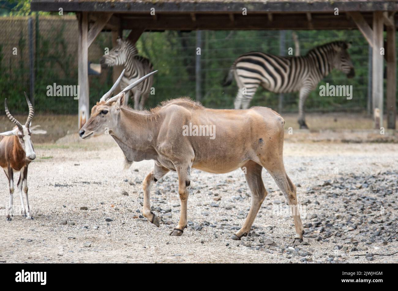 The eland, also called eland, is an antelope living in Africa. Together with the giant eland, which is not larger but has longer horns, it forms the g Stock Photo