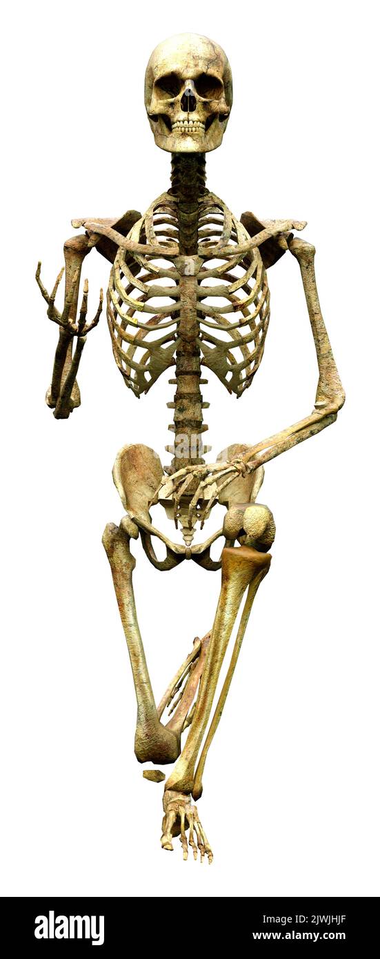 3D rendering of a human skeleton isolated on white background Stock ...