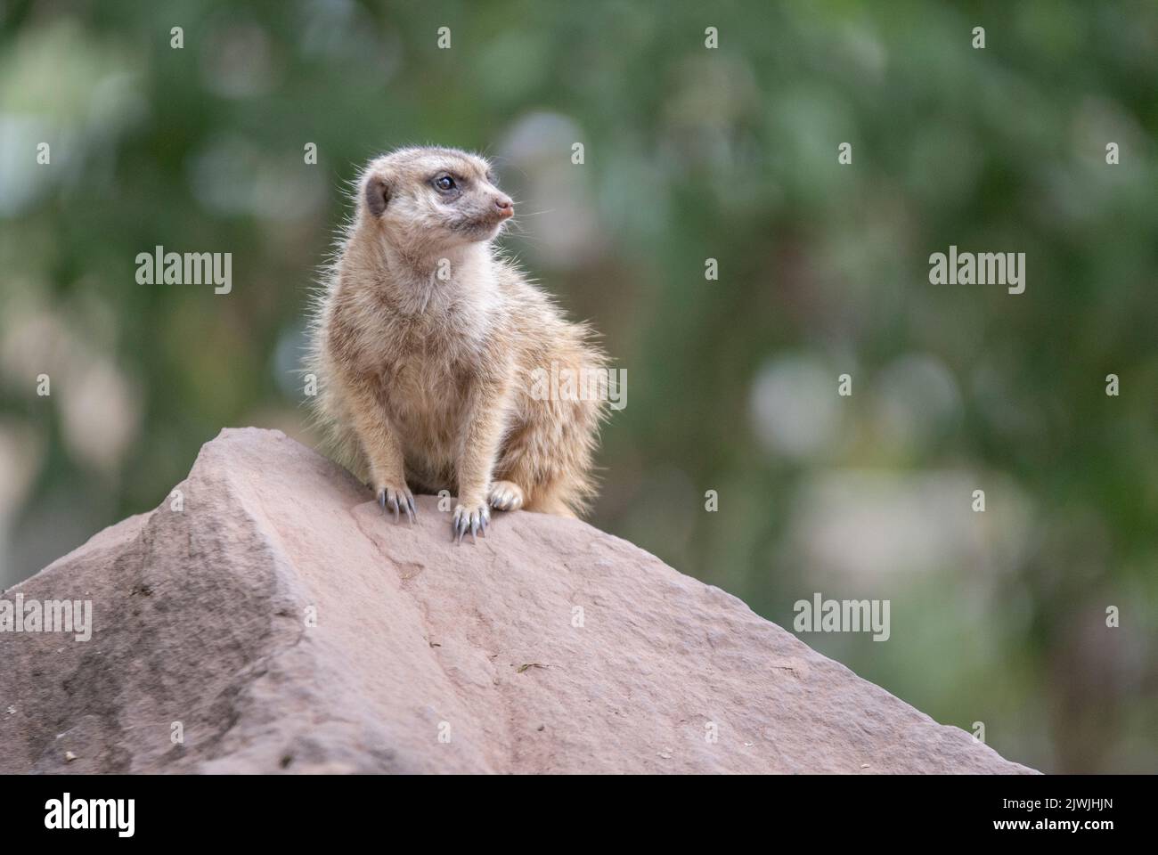 The meerkat, also called suricates or outdated Scharrtier, is a species of mammal from the mongoose family Stock Photo