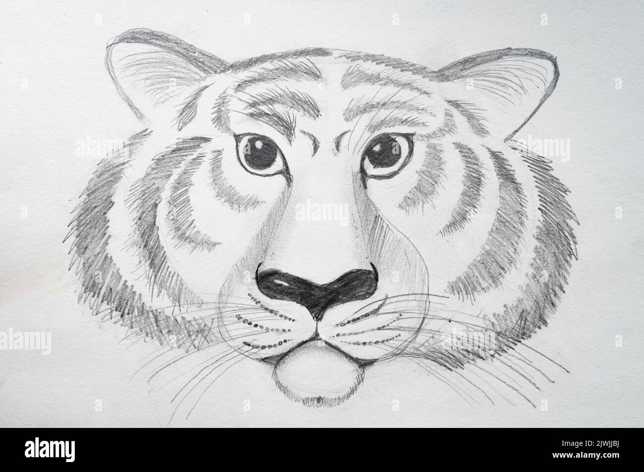 tiger face drawing pencil