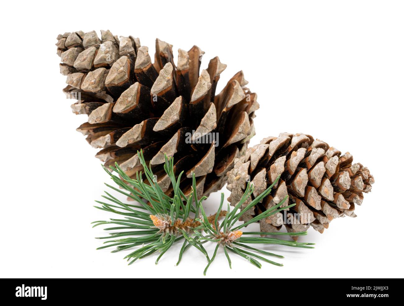 Pine cone with branch isolated on white background Stock Photo