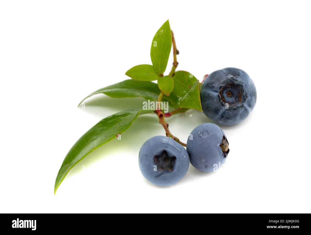 Blueberries isolated on white background Stock Photo