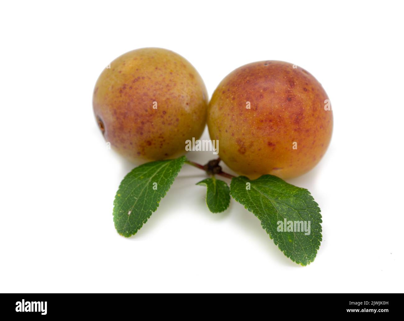 Mirabelle plum isolated on white background Stock Photo