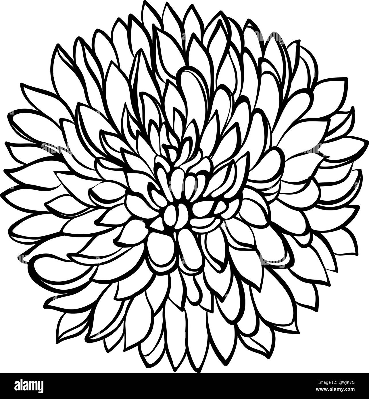 Chrysanthemum flower line art Stock Vector Image & Art Alamy