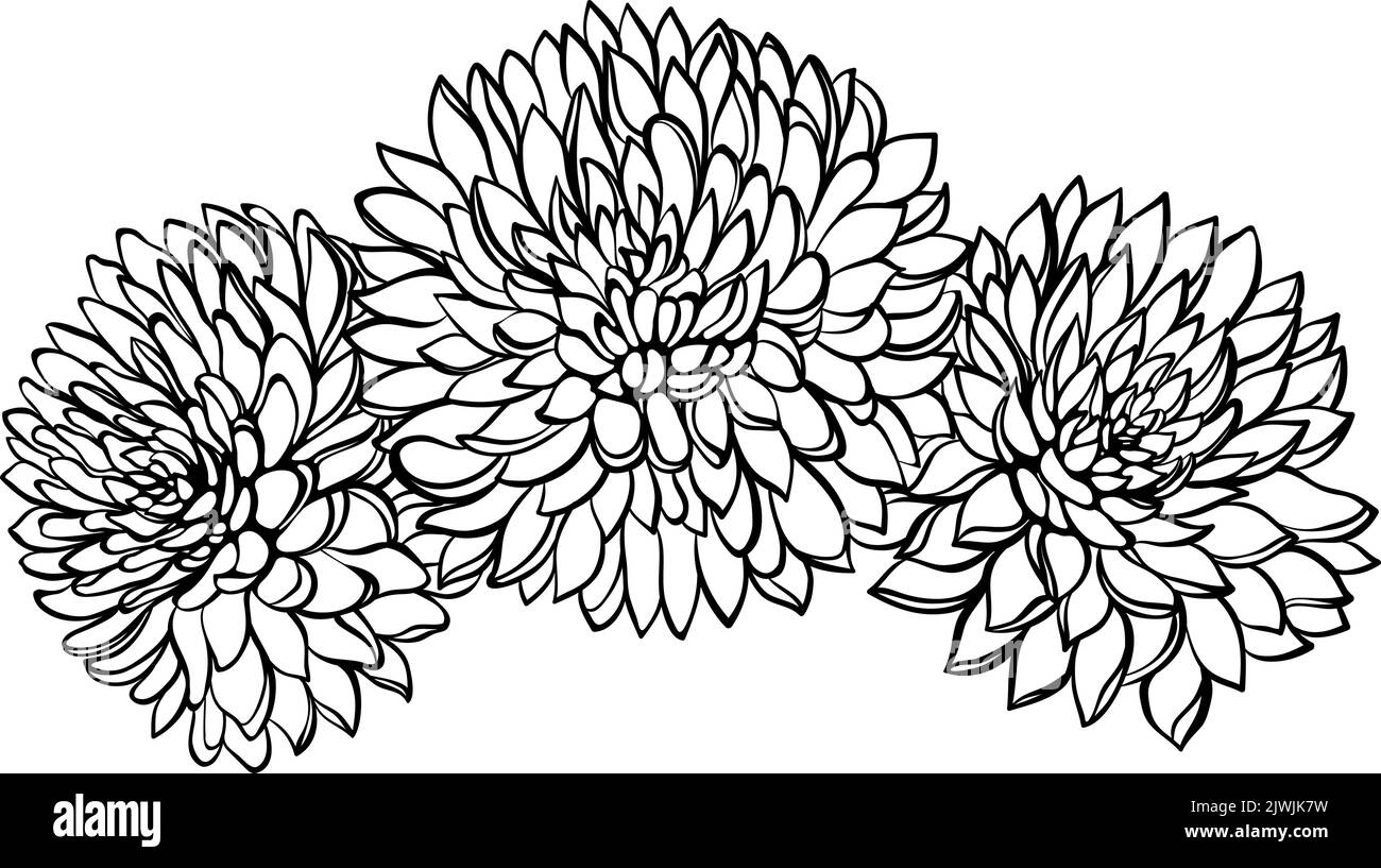 Three chrysanthemum flowers line art Stock Vector Image & Art Alamy