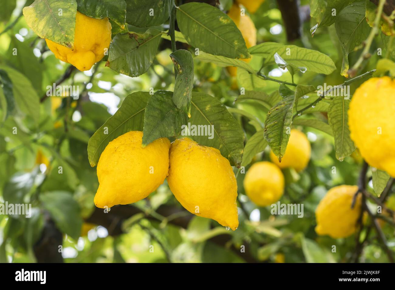 Ripe yellow lemons in water drops after the rain hanging on a branch Stock Photo