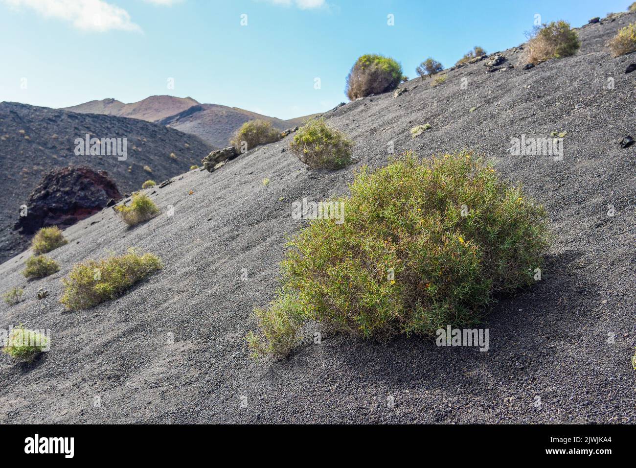 Launaea arborescens growing isolated among the lava of the Timanfaya volcanoes Stock Photo
