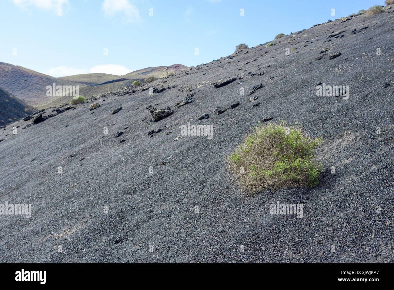 Launaea arborescens growing isolated among the lava of the Timanfaya volcanoes Stock Photo