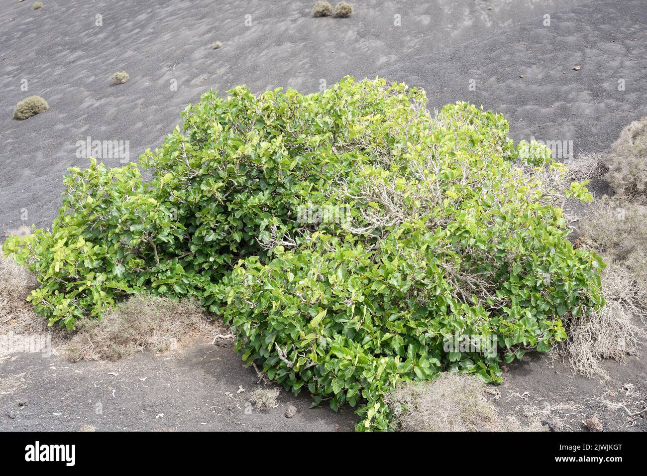 fig tree growing between the lava of Timanfaya National Park Stock Photo