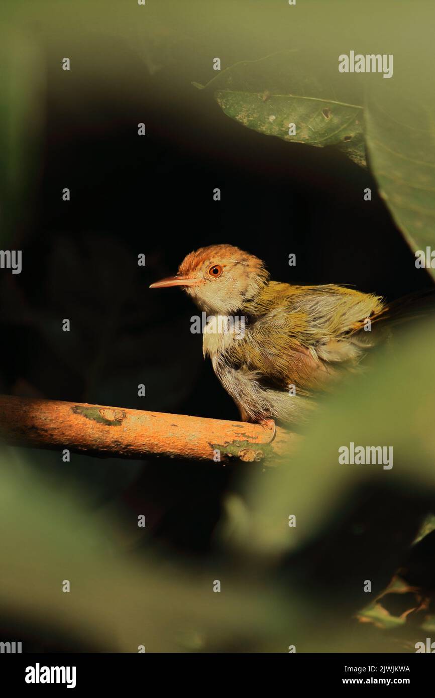a cute and small common tailorbird (orthotomus sutorius) perching on a branch, tropical rainforest in india Stock Photo