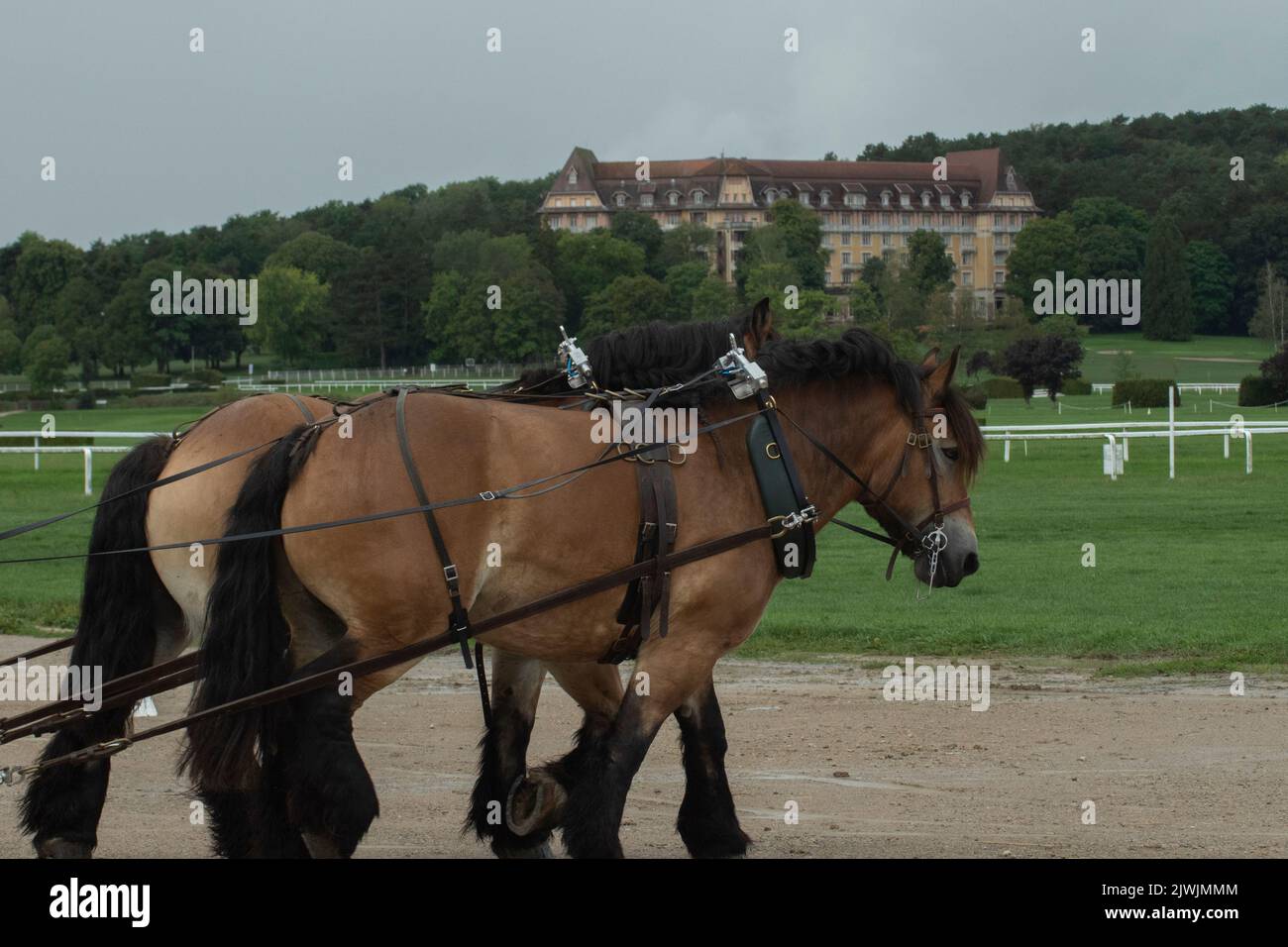 Work Horse competition Stock Photo Alamy