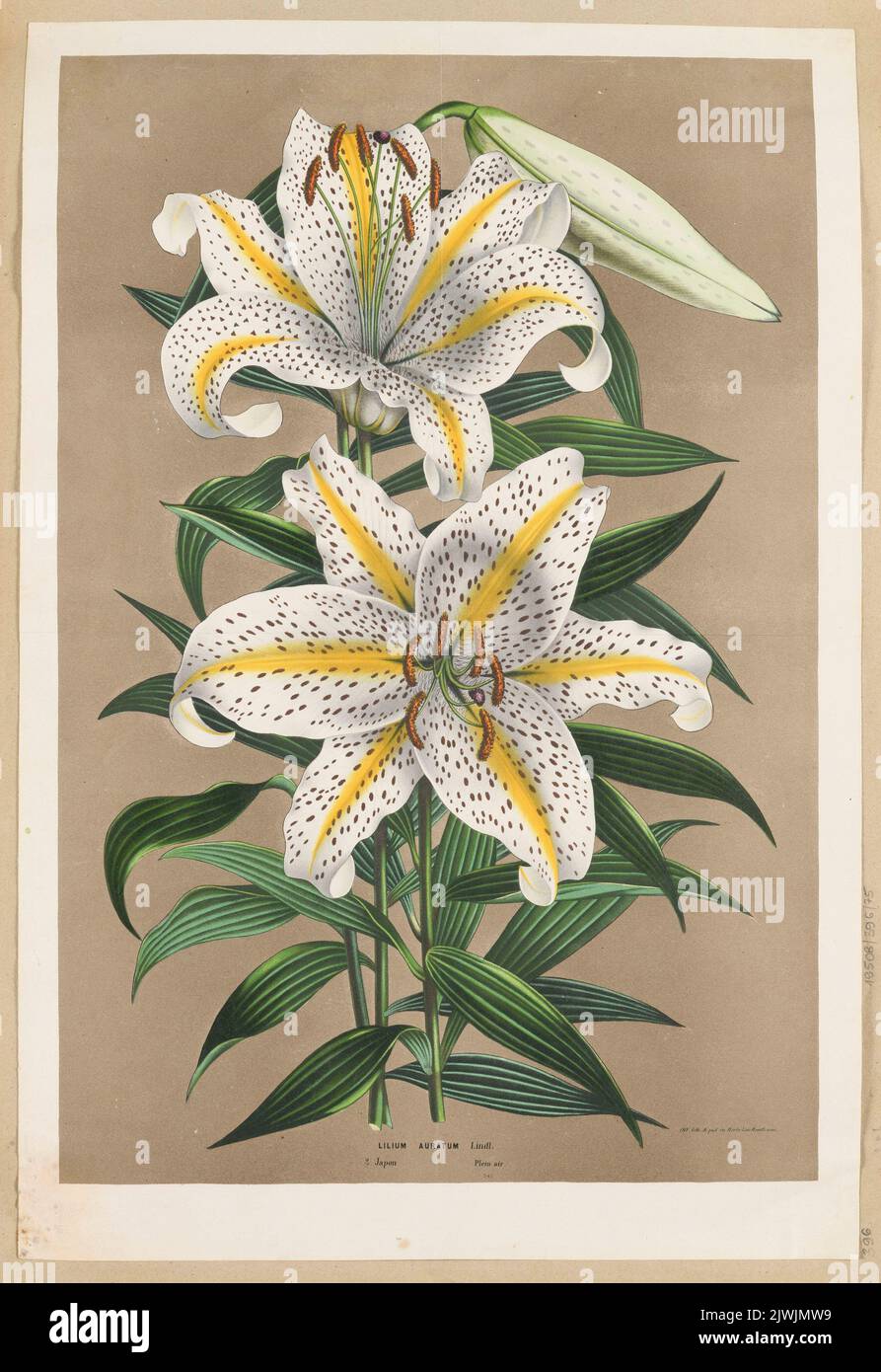 LILIUM Sheets