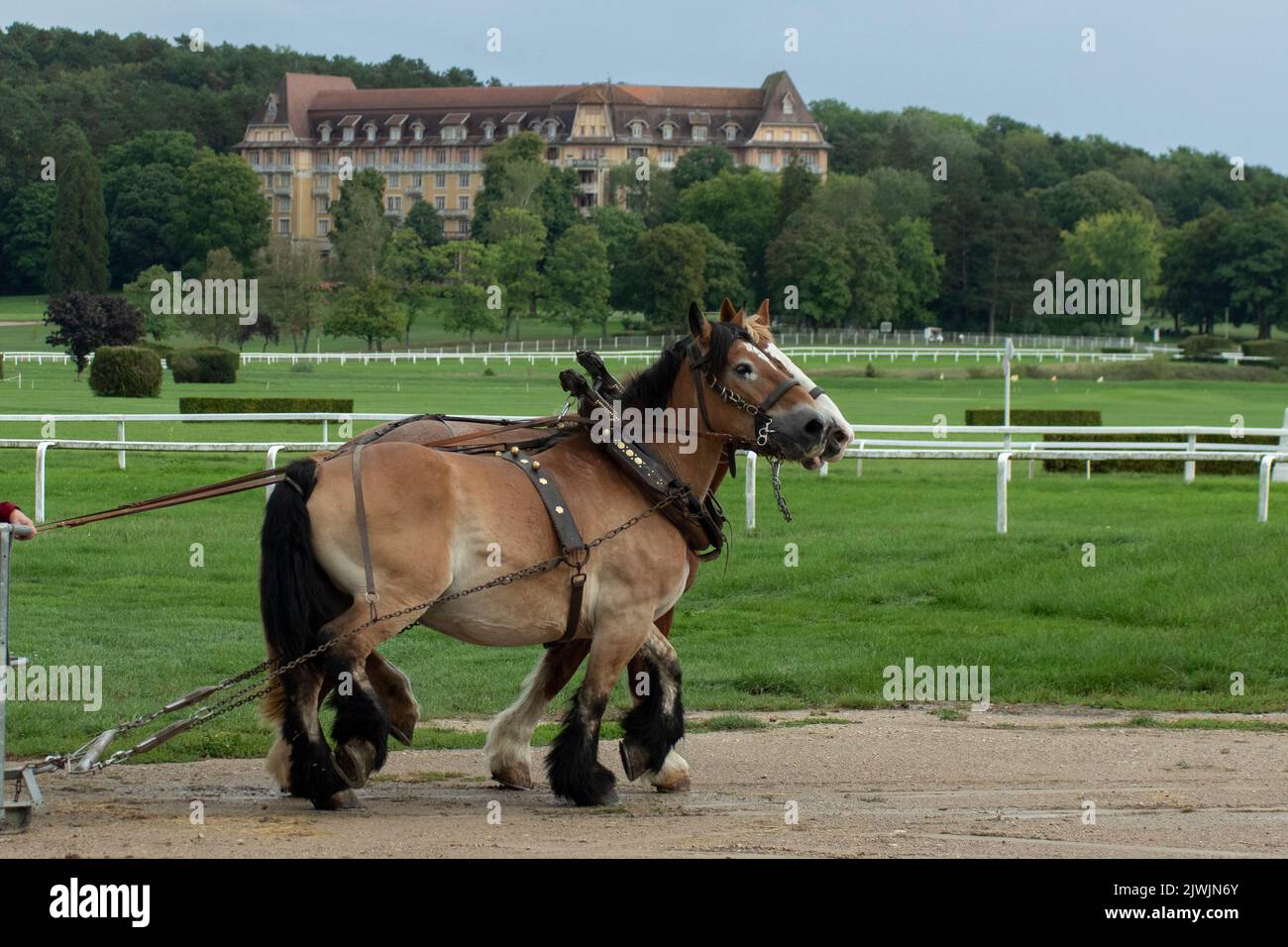 Work Horse competition Stock Photo - Alamy