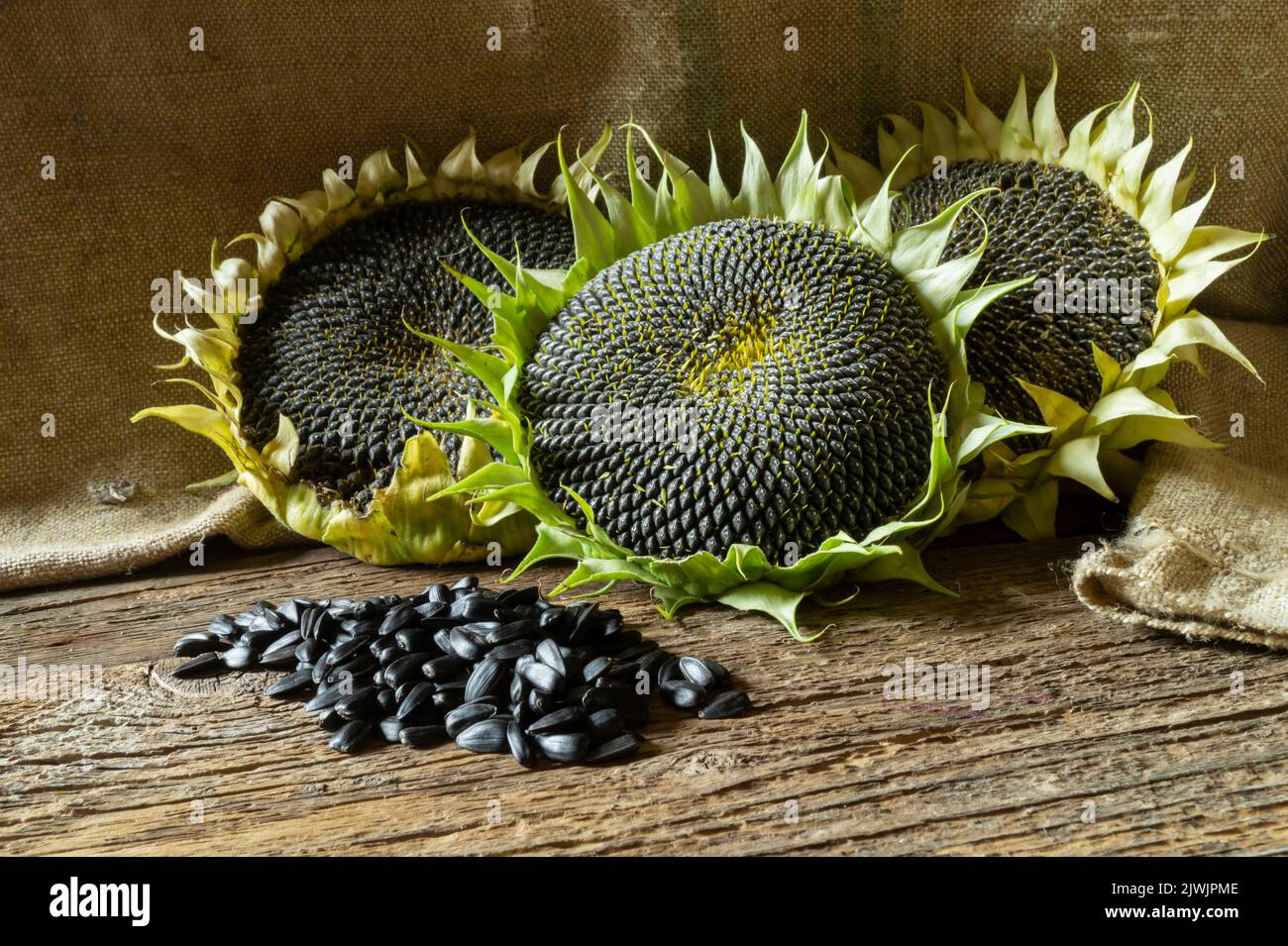 Still life with sunflowers and ripe seeds on a background of burlap. Harvesting in autumn. Beauty in nature Stock Photo