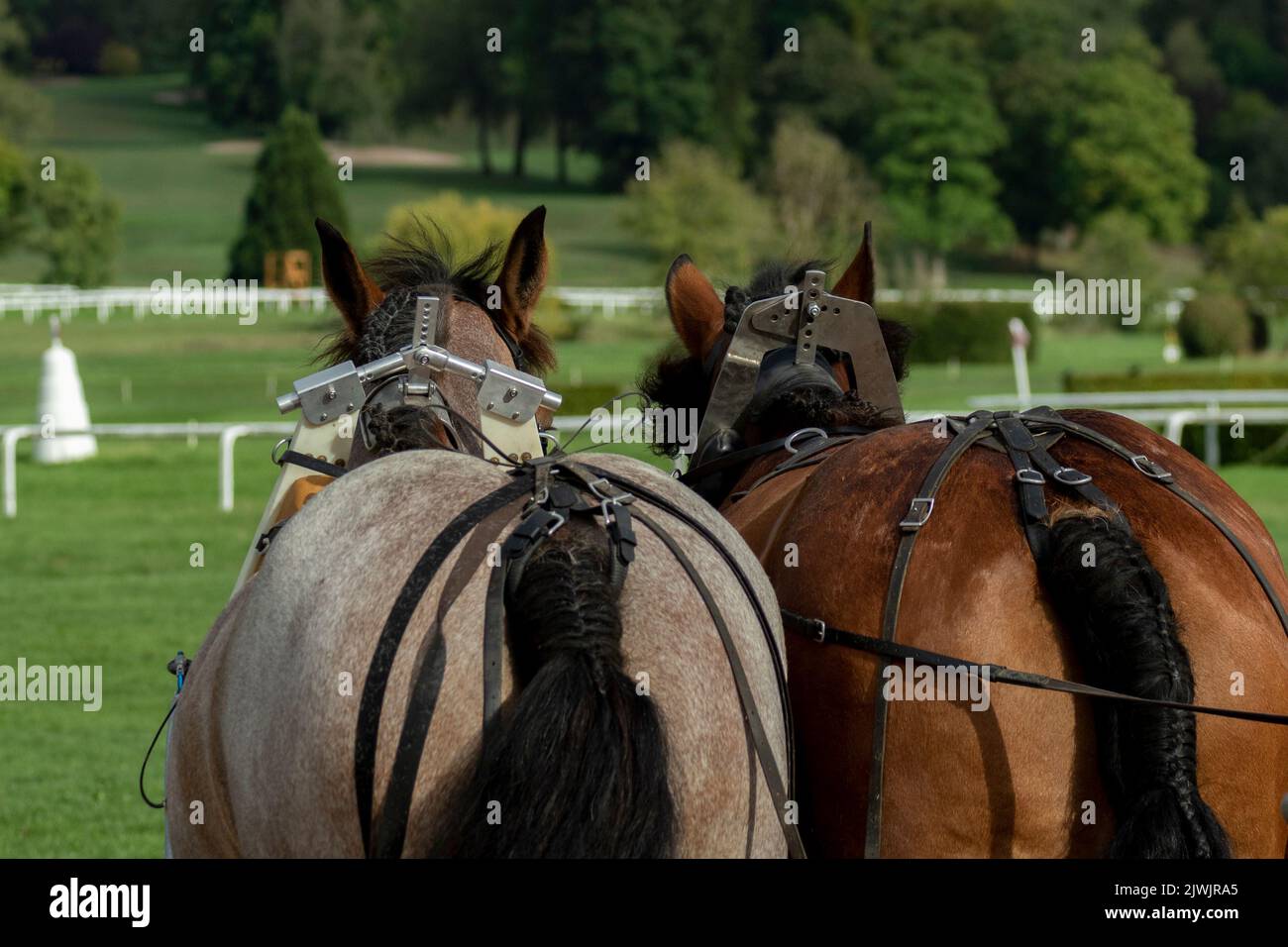 Work Horse competition Stock Photo Alamy