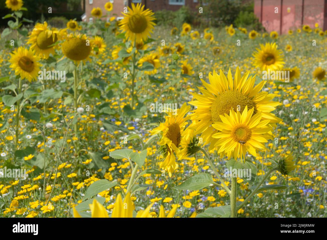 Wild seed sowing. Flowers in bloom in a public space in Wythenshawe, Manchester. Stock Photo