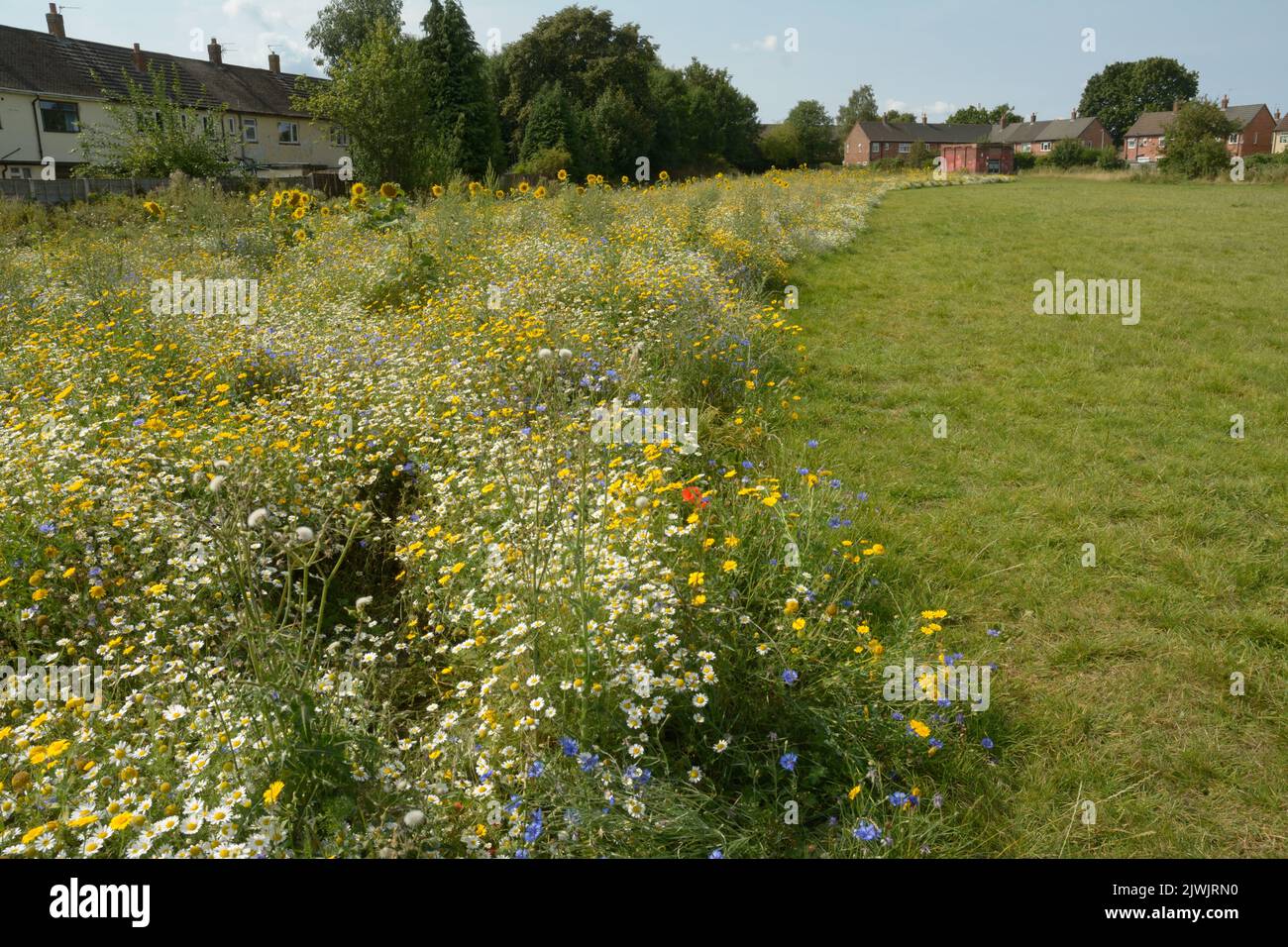 Wild seed sowing. Flowers in bloom in a public space in Wythenshawe, Manchester. Stock Photo