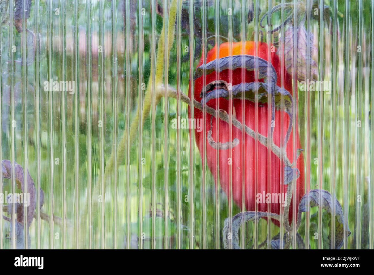 San Marzano tomato growing in a greenhouse.  Seen through ridged perspex greenhouse glass. Stock Photo