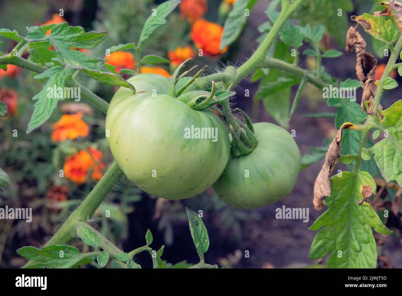 Green tomatoes is growing in rustic garden. Organic green tomatoes in farming and harvesting. Growing vegetables at home in farming. Stock Photo