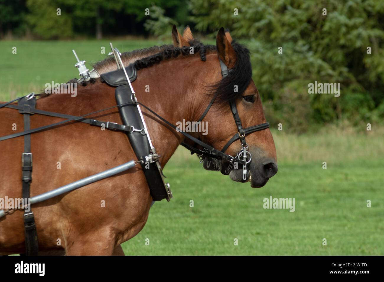 Work Horse competition Stock Photo Alamy