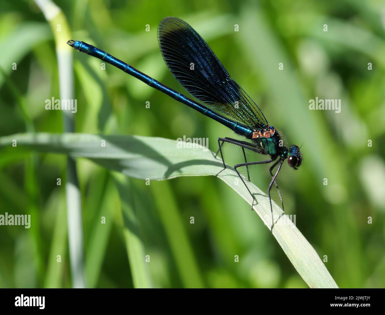 Side view of male Banded Demoiselle, Calopteryx splendens, with blue wings Stock Photo