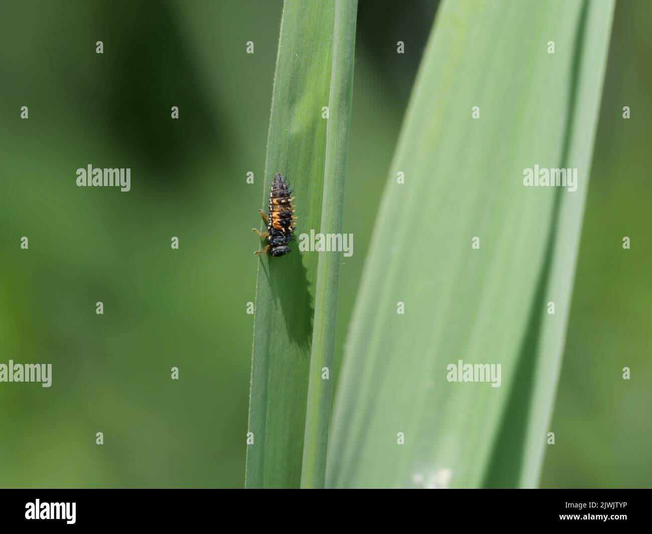 Leaf beetle larva hi-res stock photography and images - Alamy