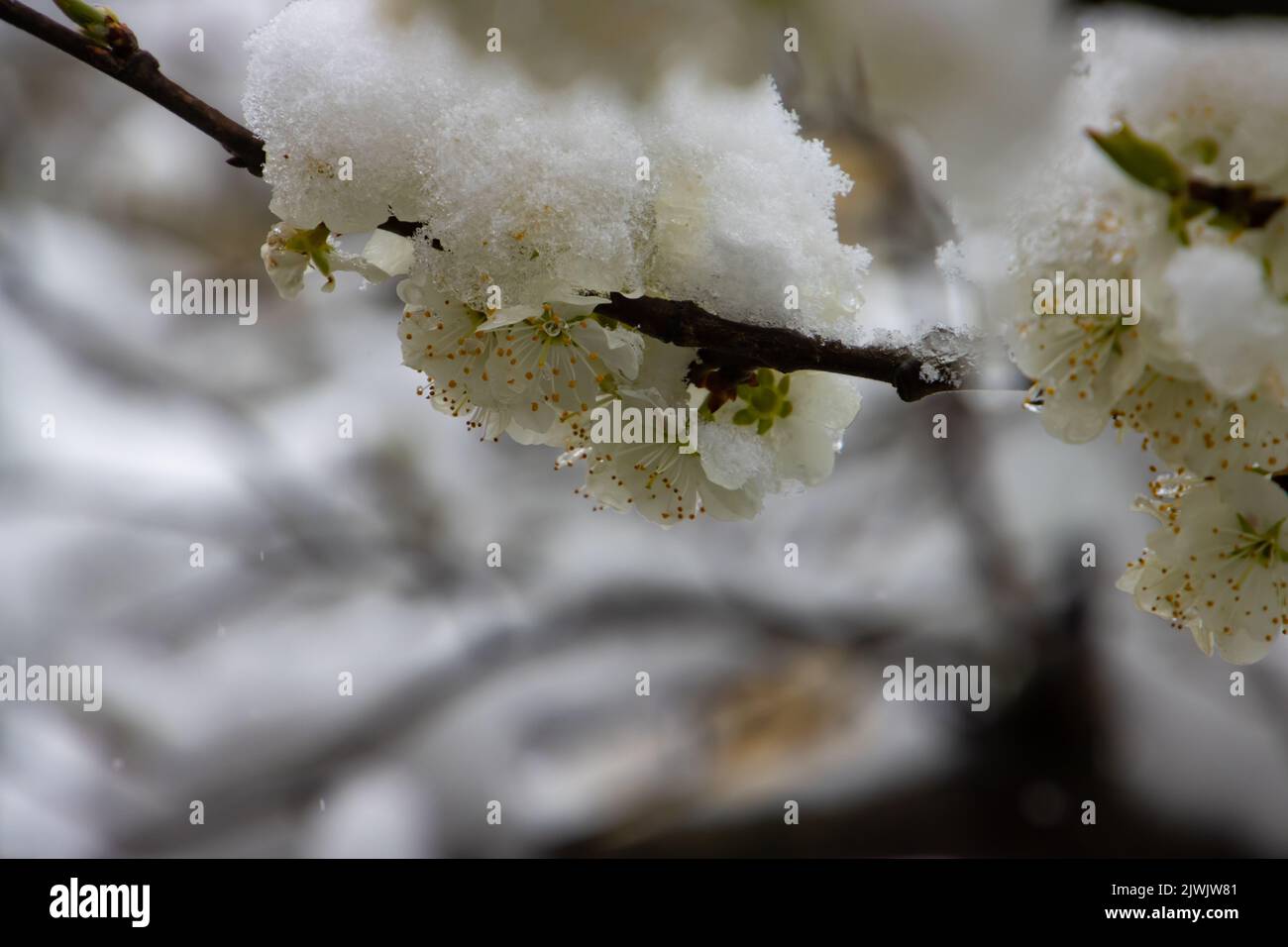 Close up of Cherry blossoms covered with snow Stock Photo